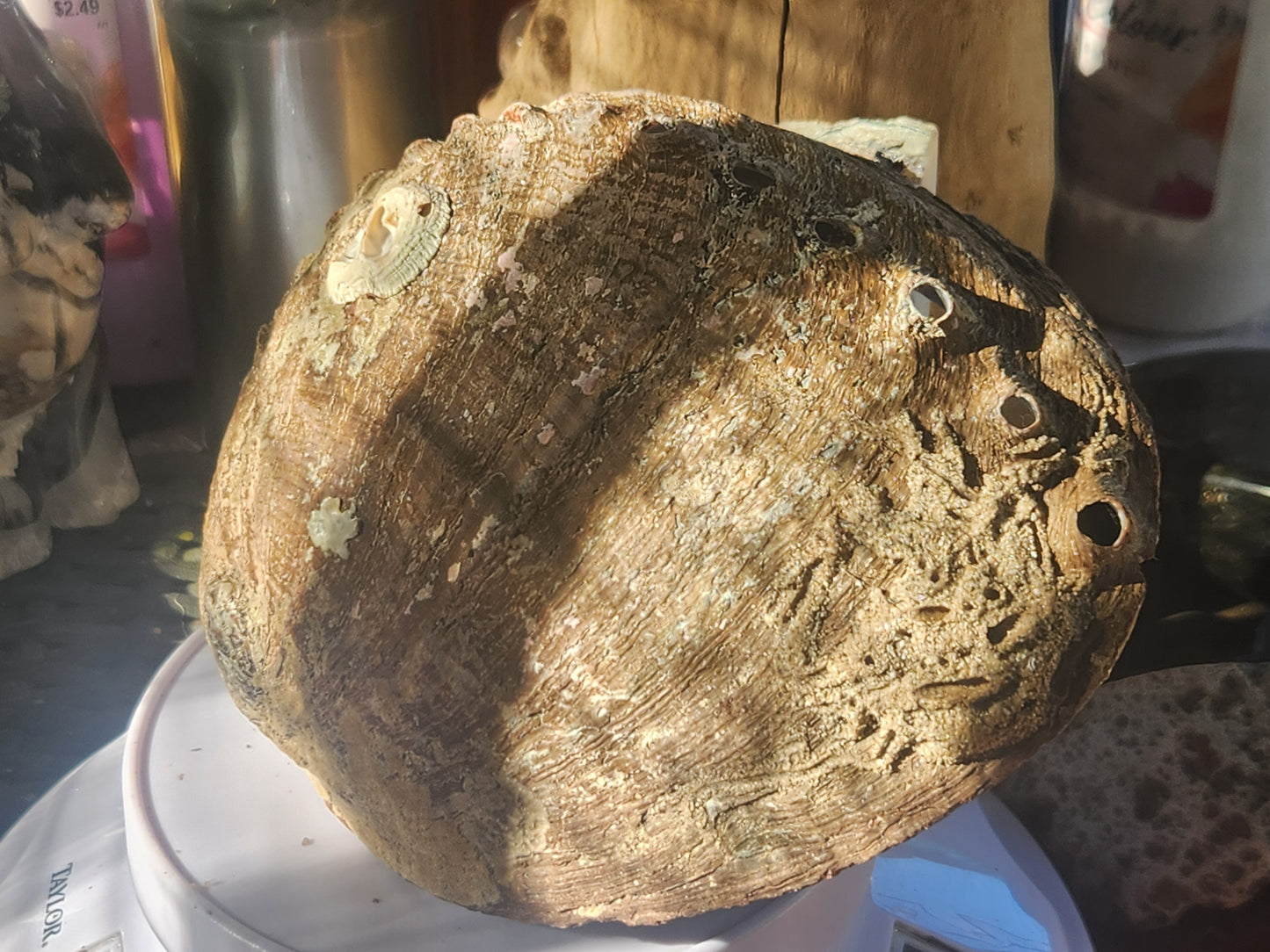 Shell stone